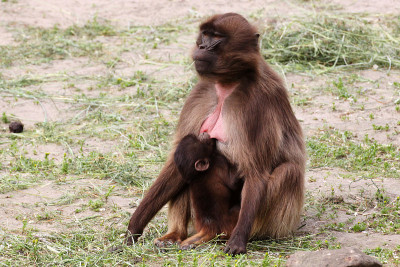 Geladas