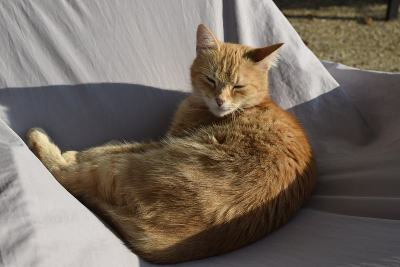 姜的猫的照片