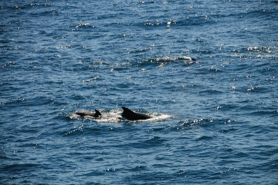 Long-finned Pilot Whales