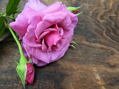 rose4