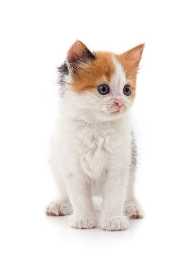 一个小猫。