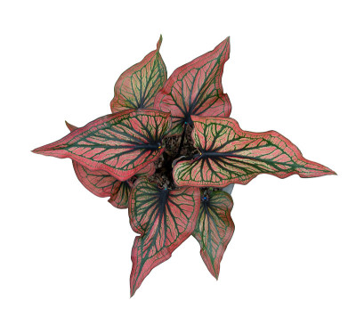 caladium(皇后的叶植物)俯视图孤立在白色背景