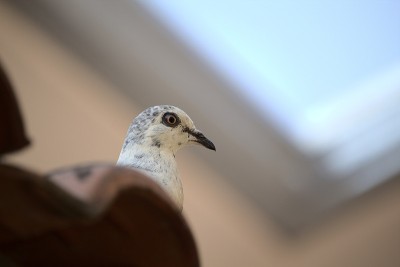 鸽子