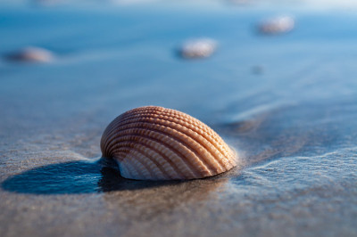 海贝