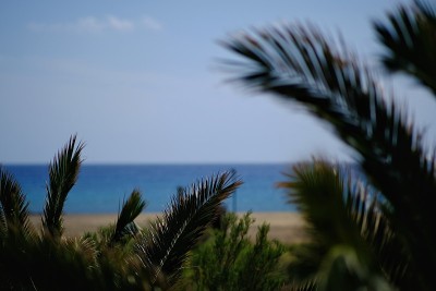Palmtrees和海洋