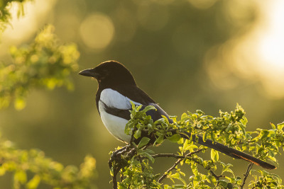 一种栖息在树上的欧亚喜鹊或普通喜鹊