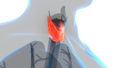 人体腺体腺叶甲状腺解剖学