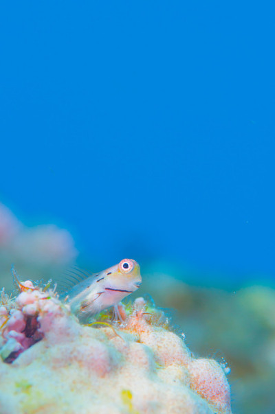 Yaeyama Blenny