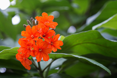 红色的花。