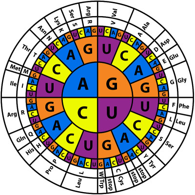 RNA Codon Sequence Chart