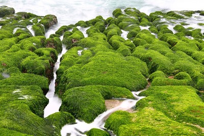 新北市石门区老美绿礁，带季节性藻类的火山岩，