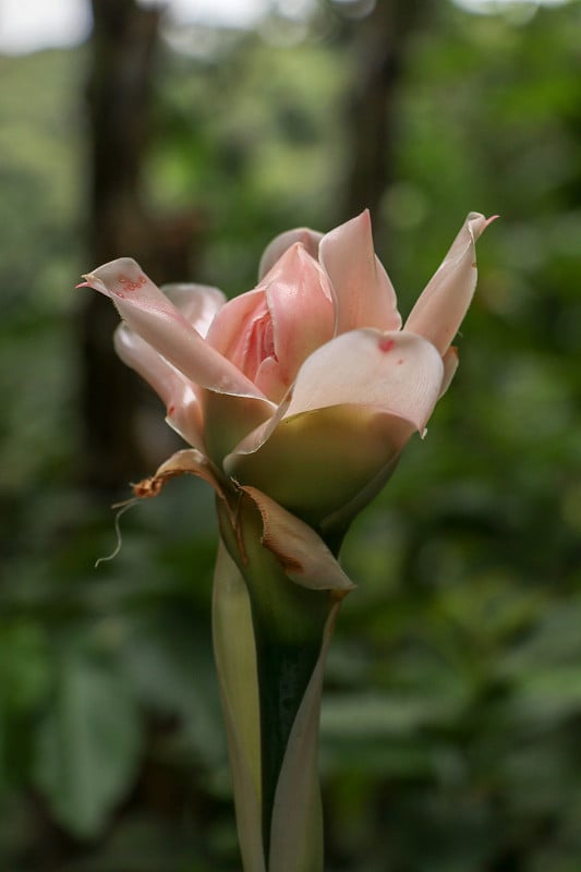 Etlingera elatior红火炬姜花。这是一种美丽的异国生姜植物，有着独特的红色花朵和巨大的