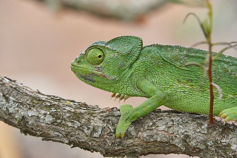 西班牙南部常见的变色龙(Chamaeleo chamaeleon)。安达卢西亚,马拉加