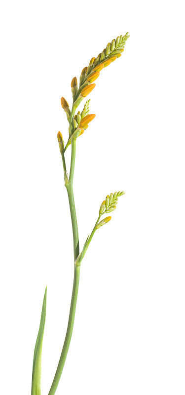 黄番红花的花蕾
