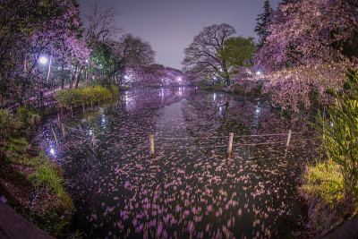 樱花