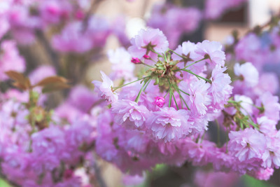 樱花闭合