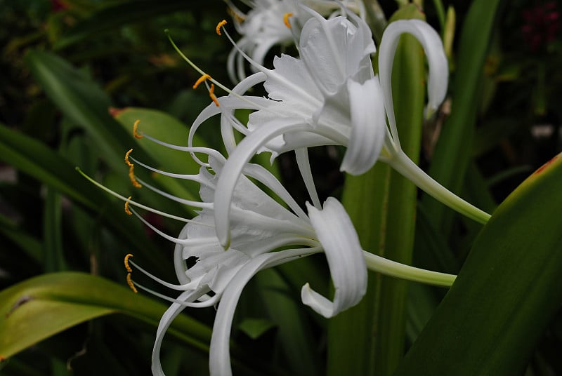 海滩蜘蛛百合花，侧视图