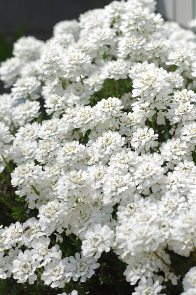 伊比利亚花的特写