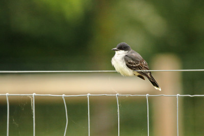 东部Kingbird从篱笆狩猎