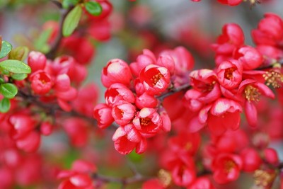 迷你红色花的背景。背景创建微距捕捉红花与叶子