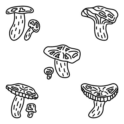 红菇，一种可食用的森林蘑菇。一组矢量图标，轮廓，孤立