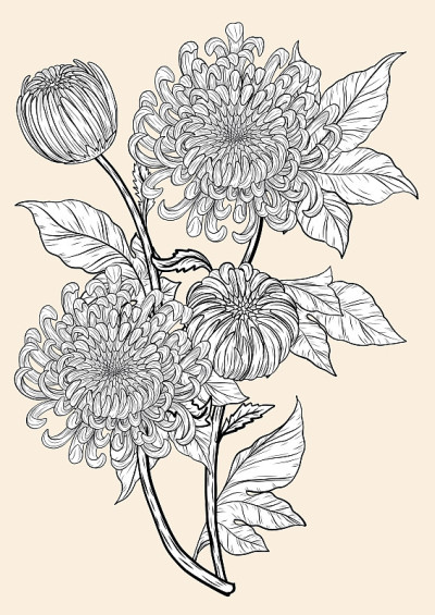 菊花载体在棕色的背景。菊花手绘。