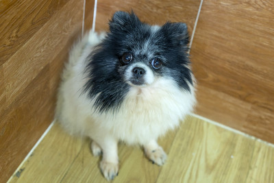 博美犬肖像家养宠物。