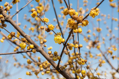 在公园里，腊梅花(Chimonanthus praecox)在二月中旬开放
