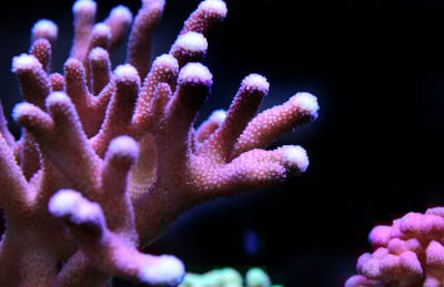 珊瑚礁水族馆里的粉红色柱花草生珊瑚