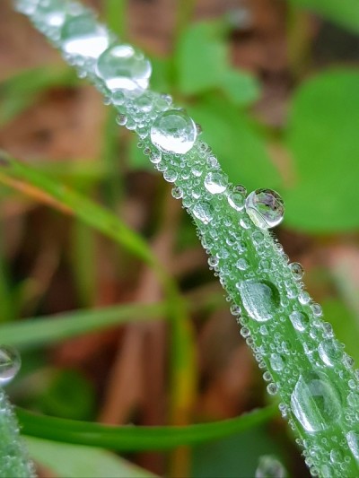 绿色草地上的水滴