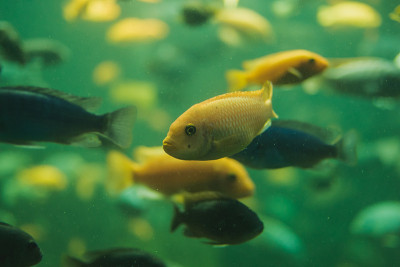 近距离观察一群马拉维慈鲷在水族馆