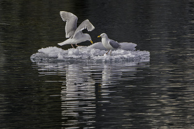 白鸥(Larus hyperboreus)是一种大型鸥，在北半球的北极地区繁殖。在斯瓦尔巴特群岛。