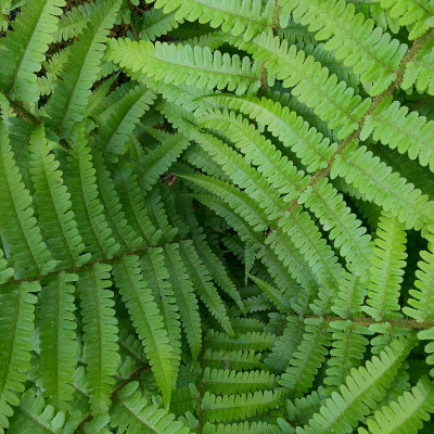蕨类植物的结构