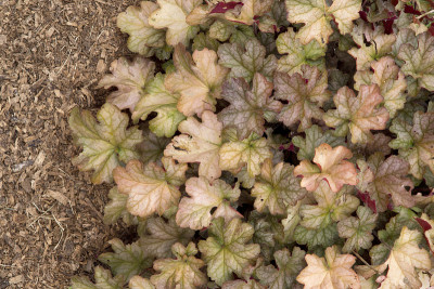 Heuchera -灰比诺