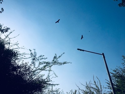 飞翔的鹰