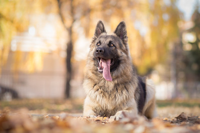 用德国牧羊犬进行服从训练
