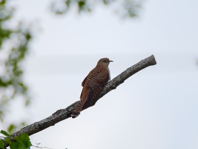 普通杜鹃(Cuculus canorus)。