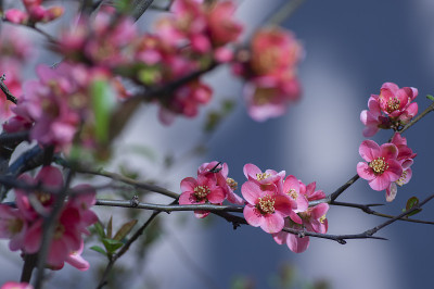 木瓜为日本山楂温柏花灌木，美丽的粉红色花朵在春天的枝条上盛开