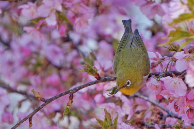 樱花和鸟类