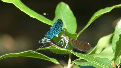 蜻蜓的爱