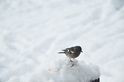 特卡波湖下大雪时，麻雀呆在雪地上。