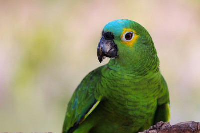 绿松石正面亚马逊 (Amazona aestiva) 吃 - 潘塔纳尔湿地，南马托格罗索州，巴西