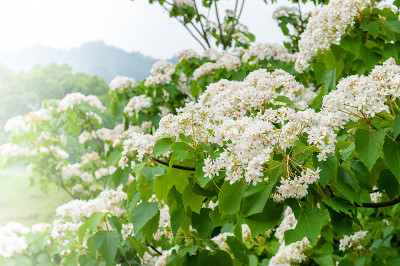 美丽的白桐花在春天盛开(桐树花)