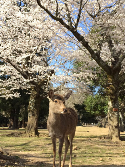 鹿