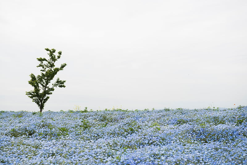 尼莫菲拉节