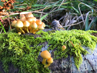 森林蘑菇