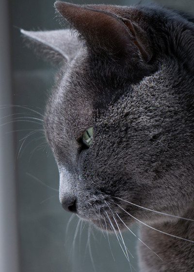 俄罗斯蓝猫向窗外望去