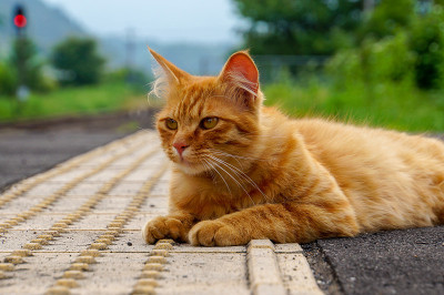 一只流浪猫在车站做相机模型