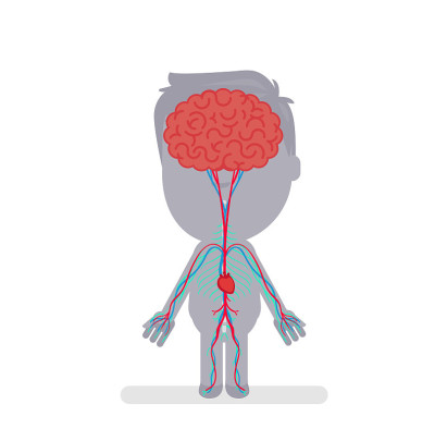 Human body anatomy vector illustration