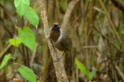 white-necked laughingthrush
